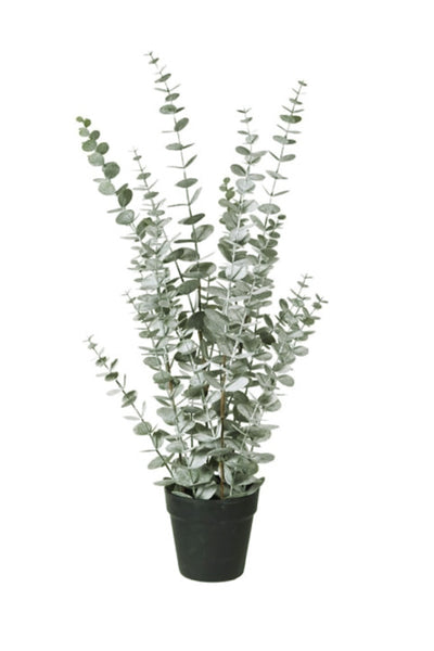 Eucalyptus Potted Plant