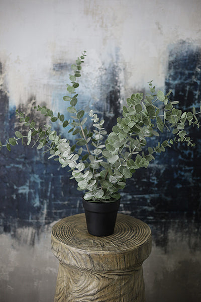 Eucalyptus Potted Plant