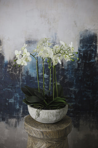 White Orchid Phalaenopsis in Bowl