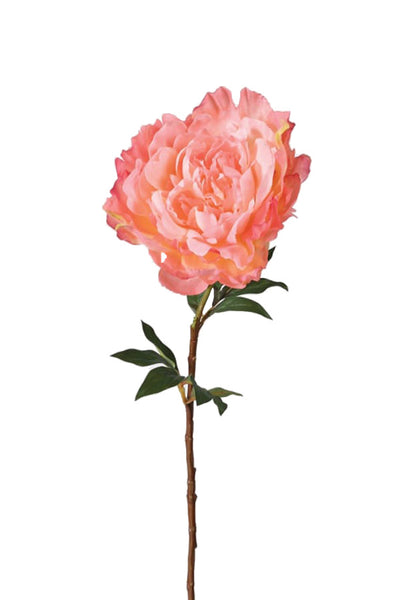 Blush Peach Peony Stem