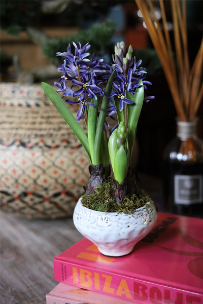 Faux Potted Indigo Hyacinth