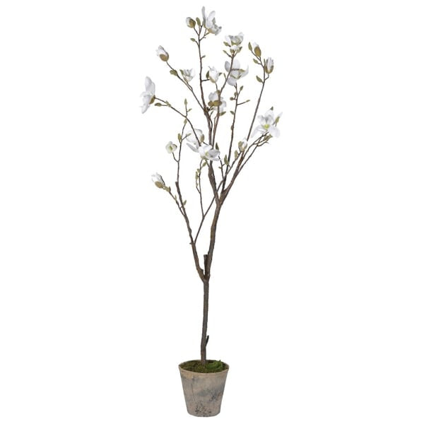 Potted Magnolia Tree