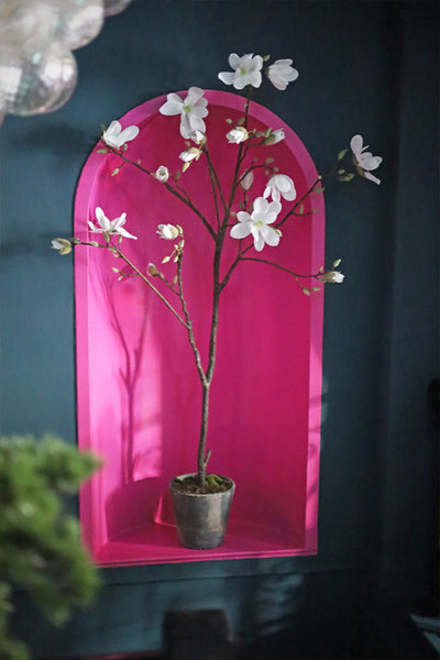Potted Magnolia Tree