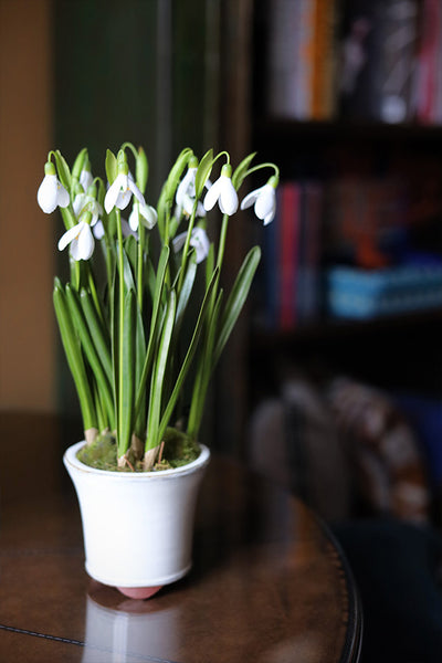 Potted Snowdrop Plant