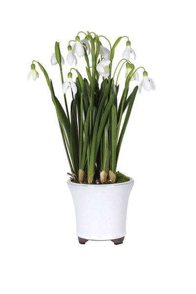 Potted Snowdrop Plant