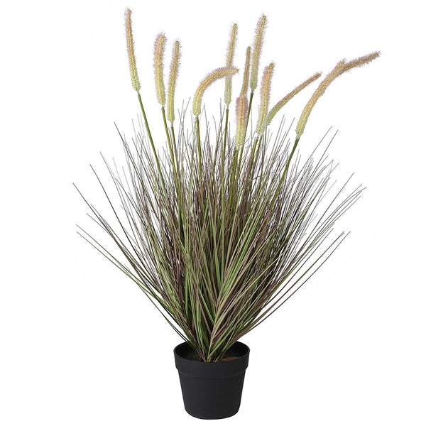 Potted Cattail Grass